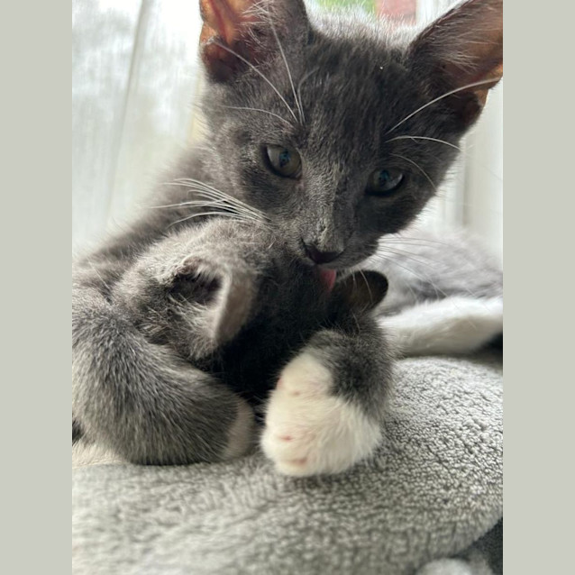 Photo of Smokey And Misty