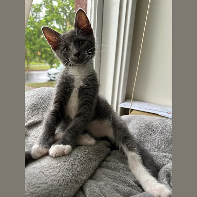 Photo of Smokey And Misty