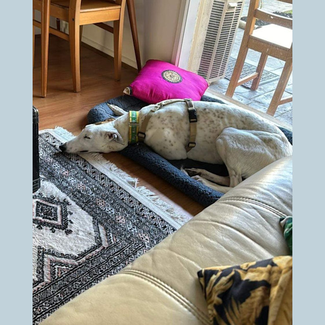 Photo of Molly