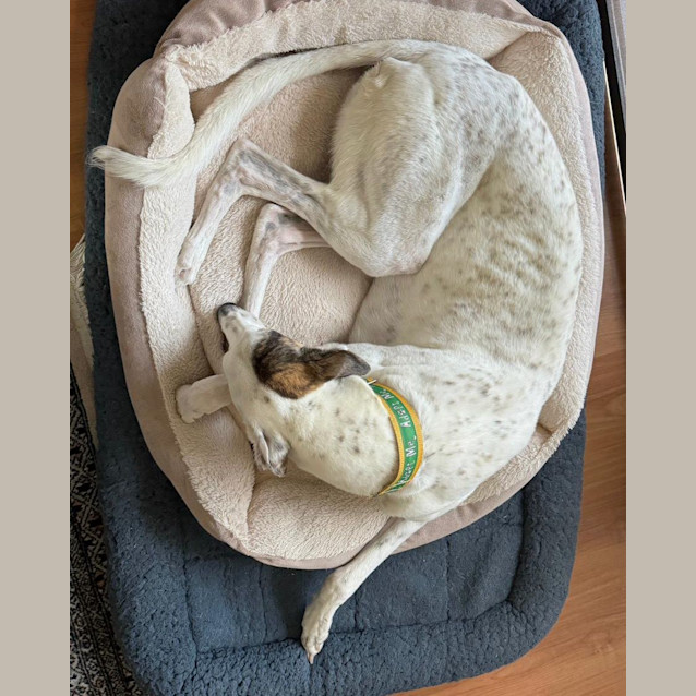 Photo of Molly
