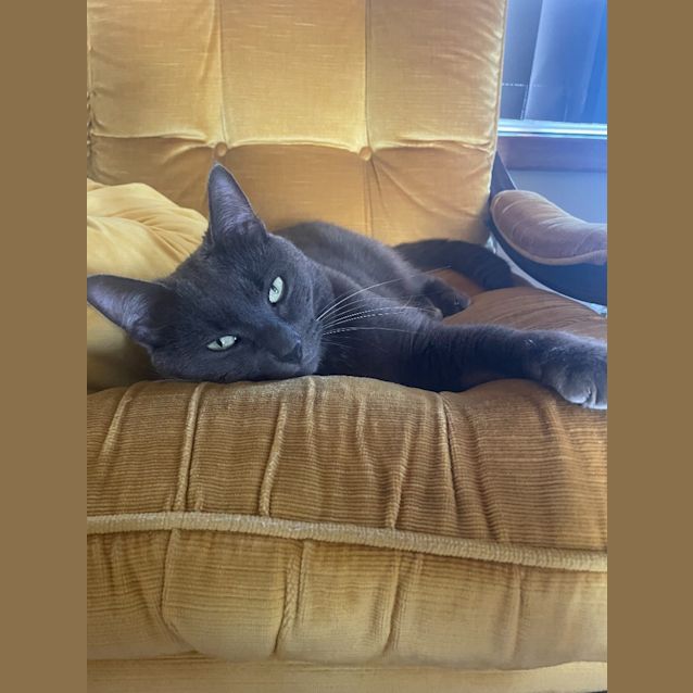 Photo of Indi