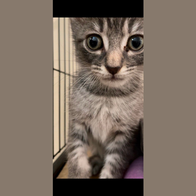 Photo of Diesel 