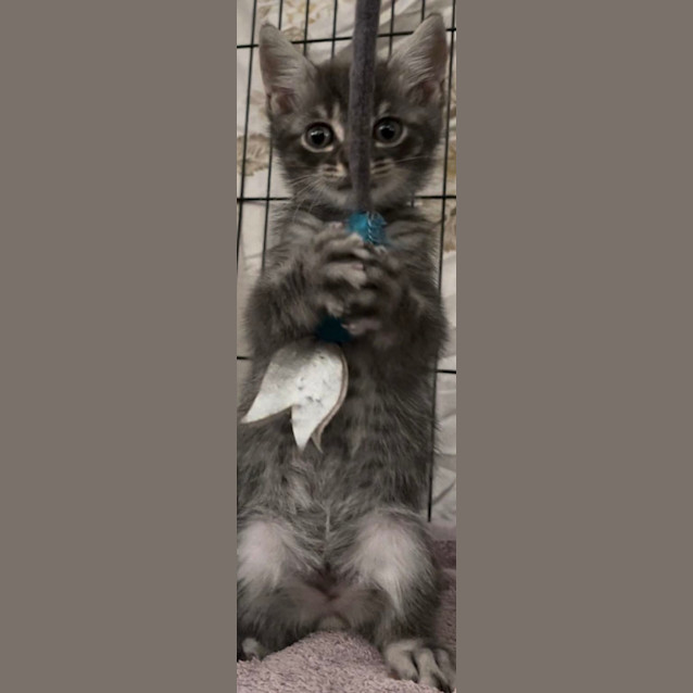 Photo of Diesel 