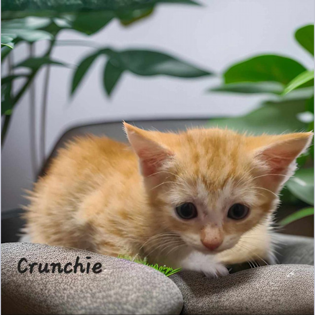 Photo of Crunchie