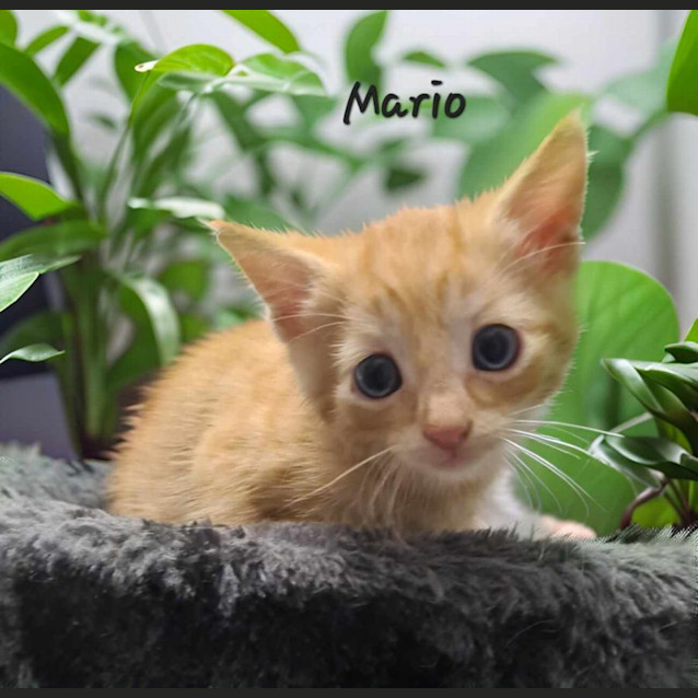 Photo of Mario