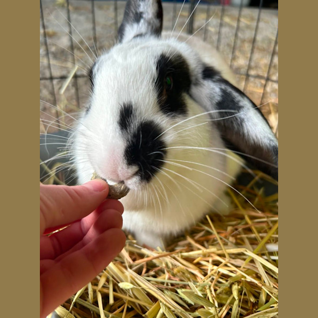 Photo of Marshmallow