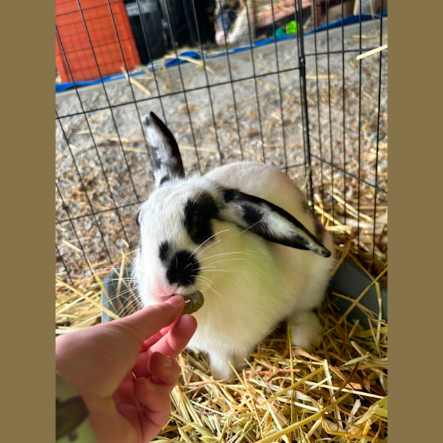 Photo of Marshmallow