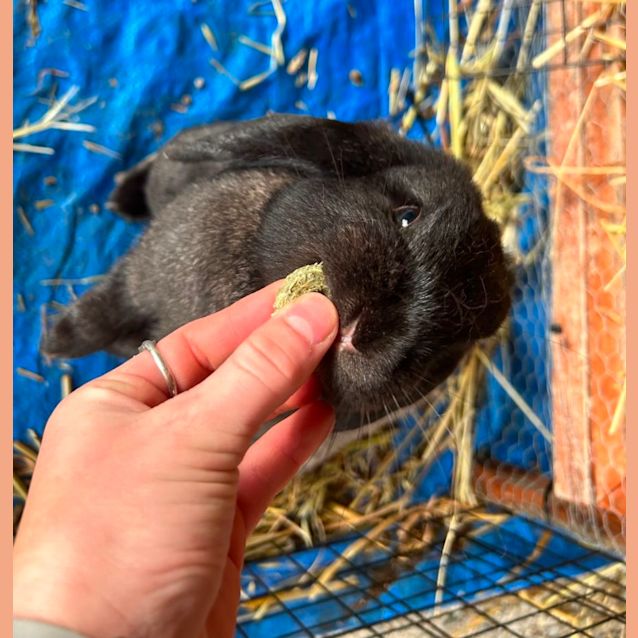 Photo of Nova And Chai 