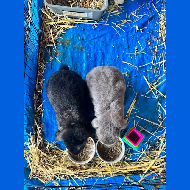 Photo of Nova And Chai 