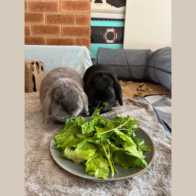 Photo of Nova And Chai 