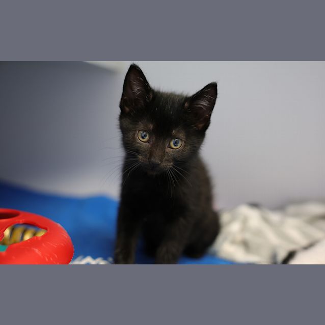 Photo of Raven