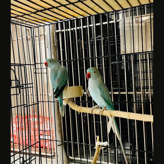 Photo of Stella And Stan