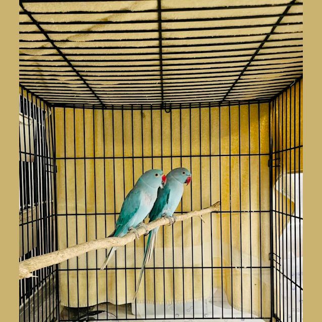 Photo of Stella And Stan