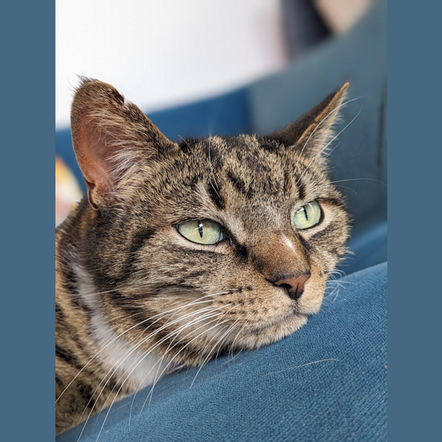 Photo of Tiger