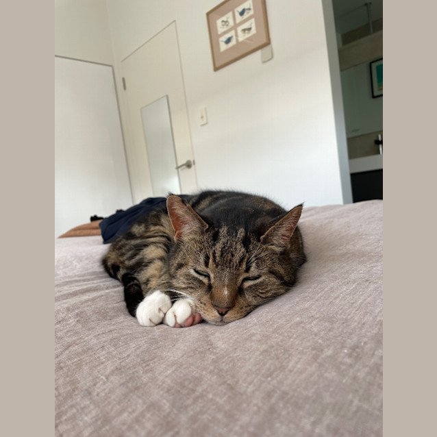 Photo of Tiger