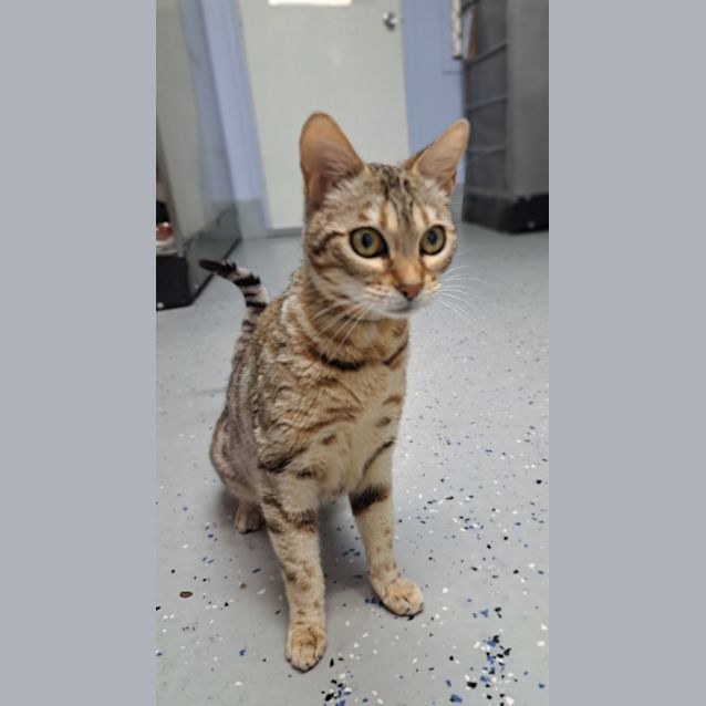 Photo of Comet