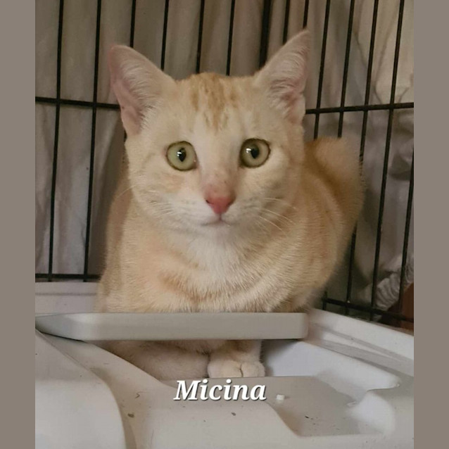 Photo of Micina