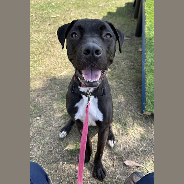 Photo of Samson 