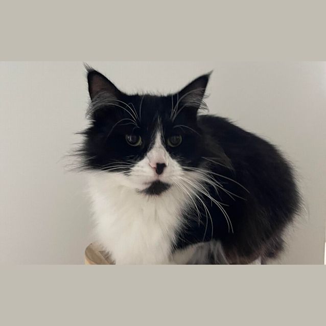 Photo of Peaches