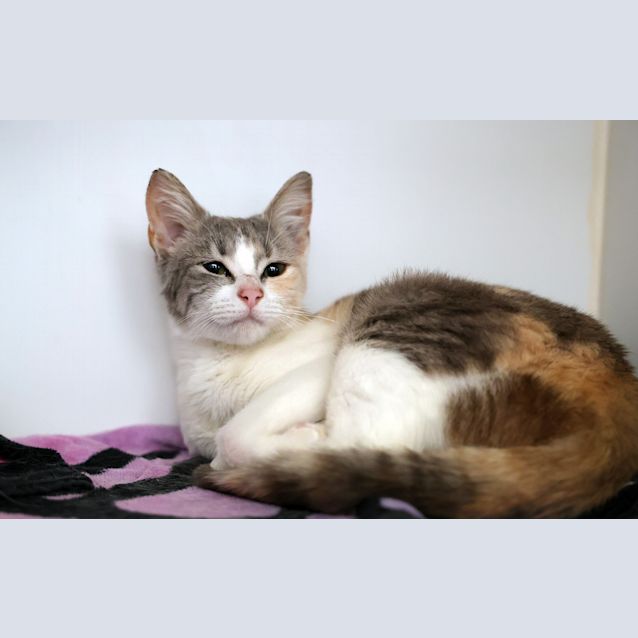 Photo of Poppy