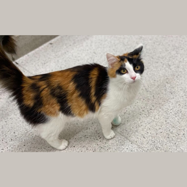 Photo of Sugar