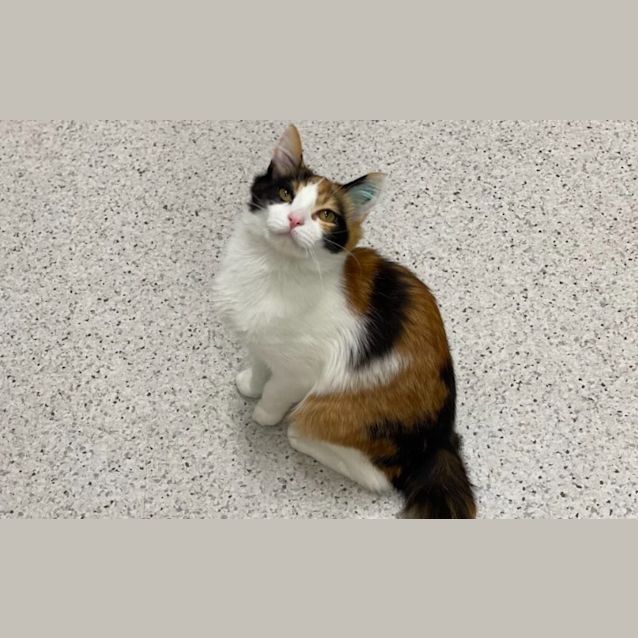 Photo of Spice