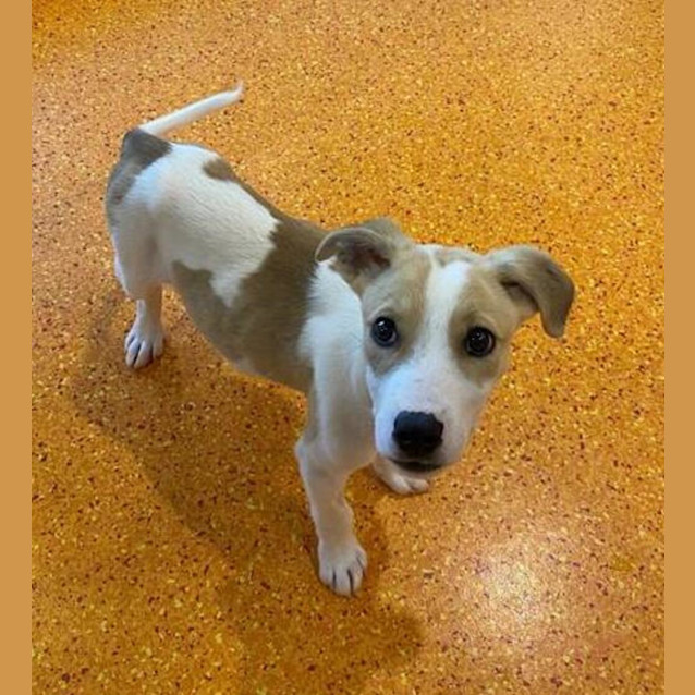 Photo of Pippin