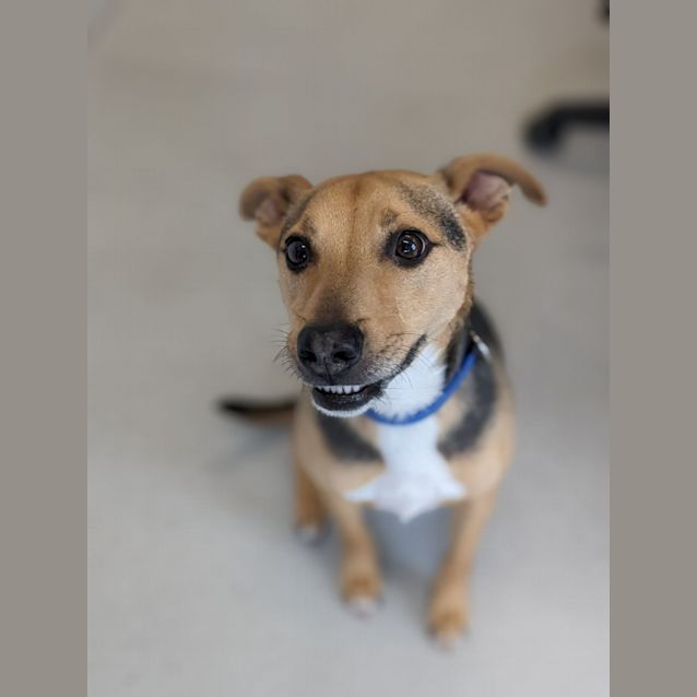 Photo of 😍 Toby C04669 😍