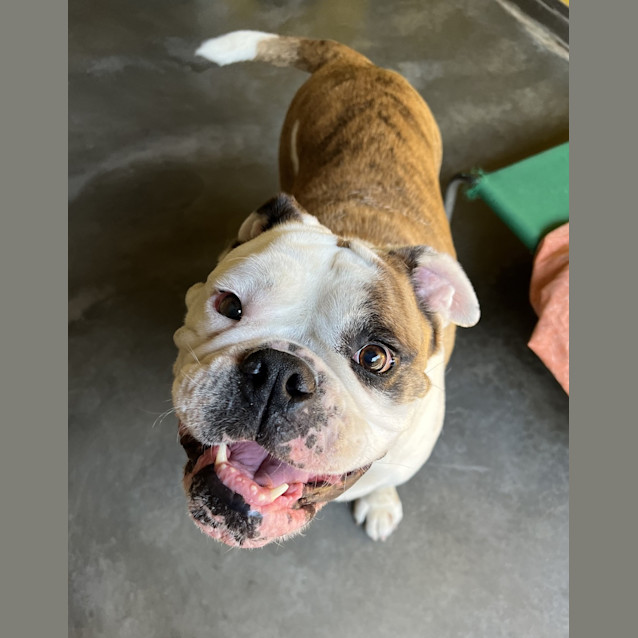 Photo of Chunk