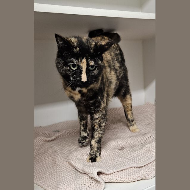 Photo of Mavis