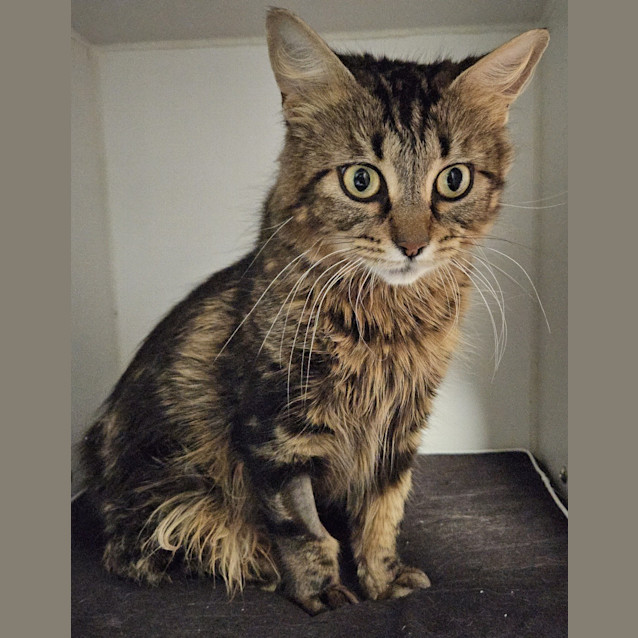 Photo of Delilah