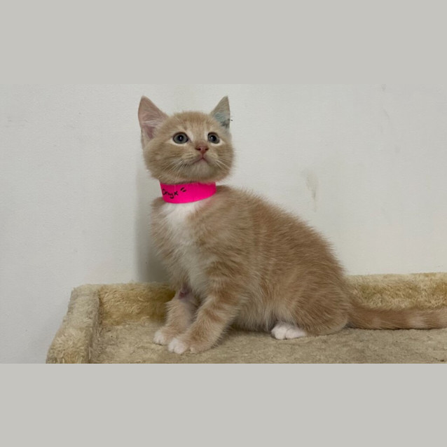 Photo of Onyx