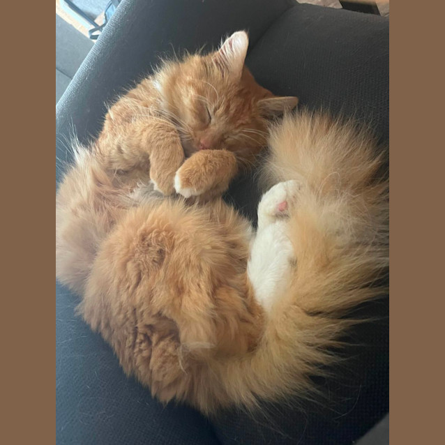 Photo of 🎃 Pumpkin 🎃