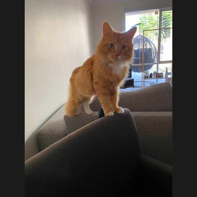 Photo of 🎃 Pumpkin 🎃