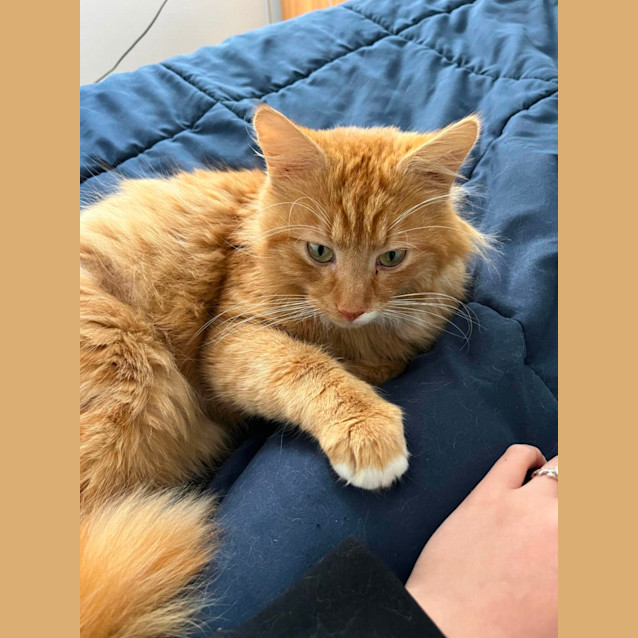 Photo of 🎃 Pumpkin 🎃