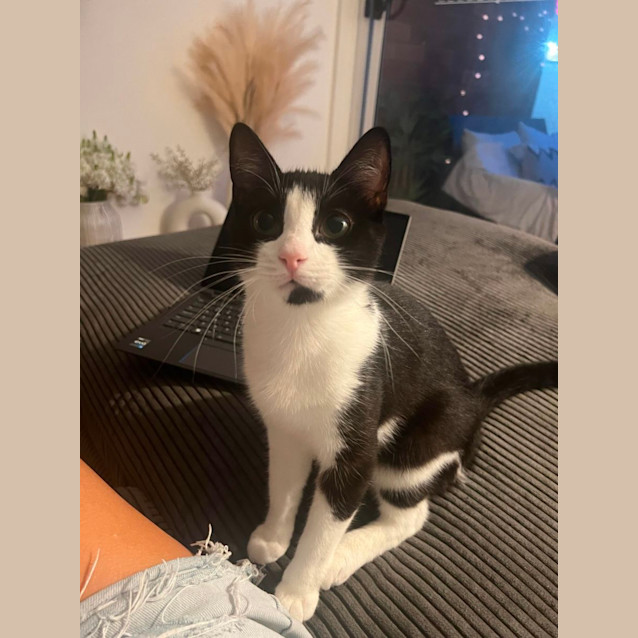 Photo of Uno