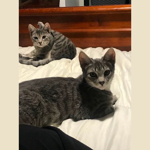 Photo of Poppy & Misty 