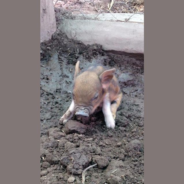 Photo of Sarge And Missy