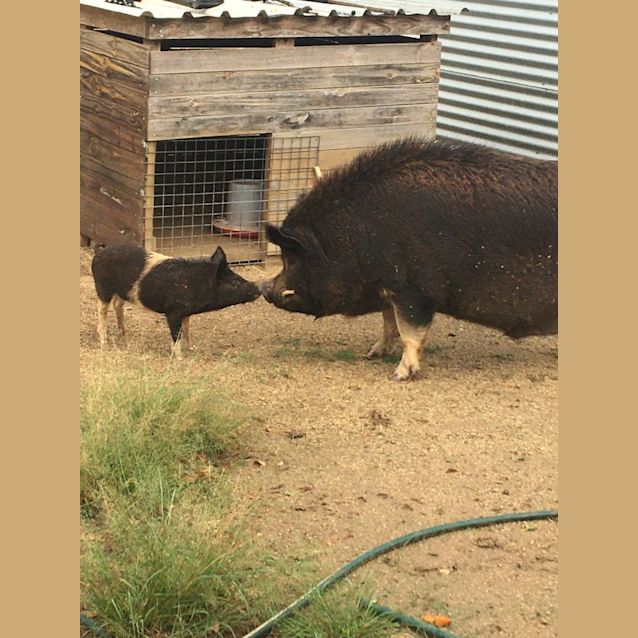 Photo of Sarge And Missy