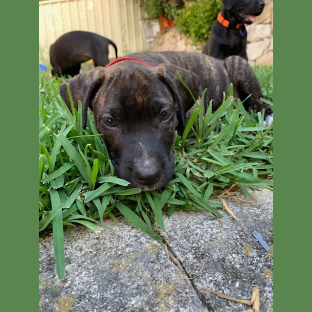 Photo of Star   10 Week Old Labrador X (Trial)