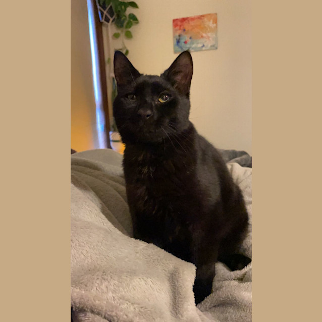 Photo of Merlin