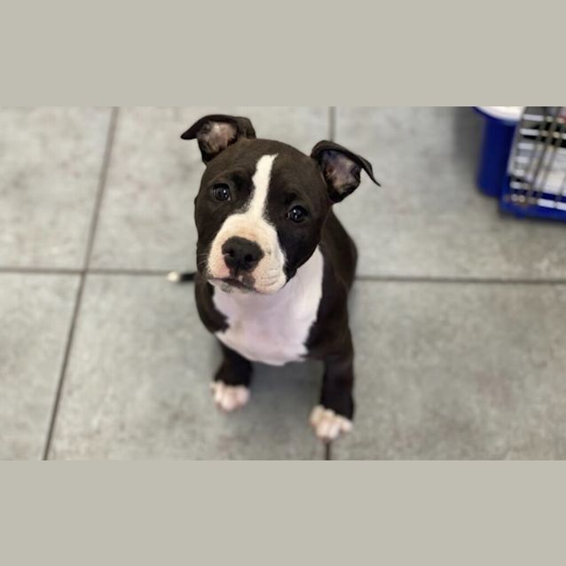 Photo of Poppet