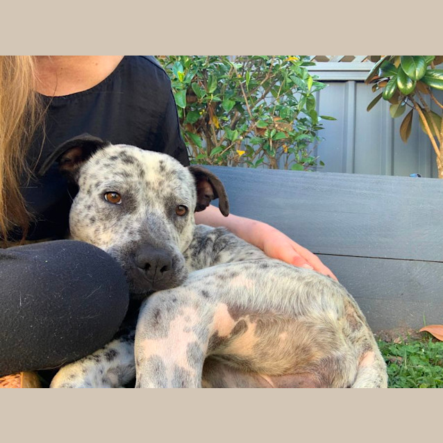 Photo of Speckles   2 Year Old Cattle Dog X  (Trial)