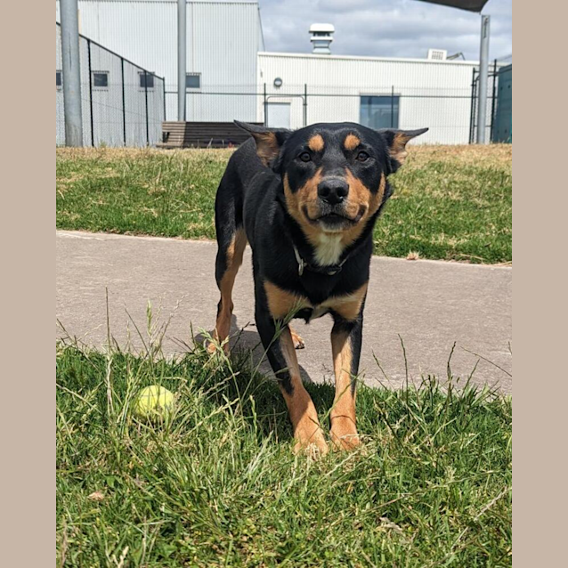Photo of Falcon 