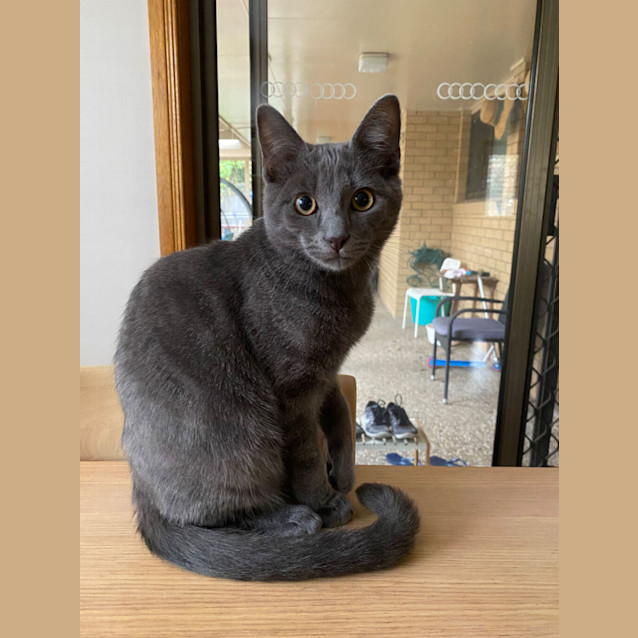 Photo of Pepper