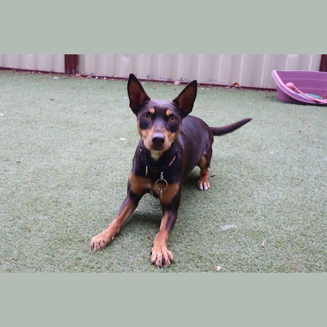 Photo of Mars Bar