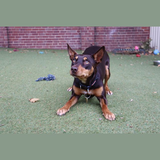 Photo of Mars Bar