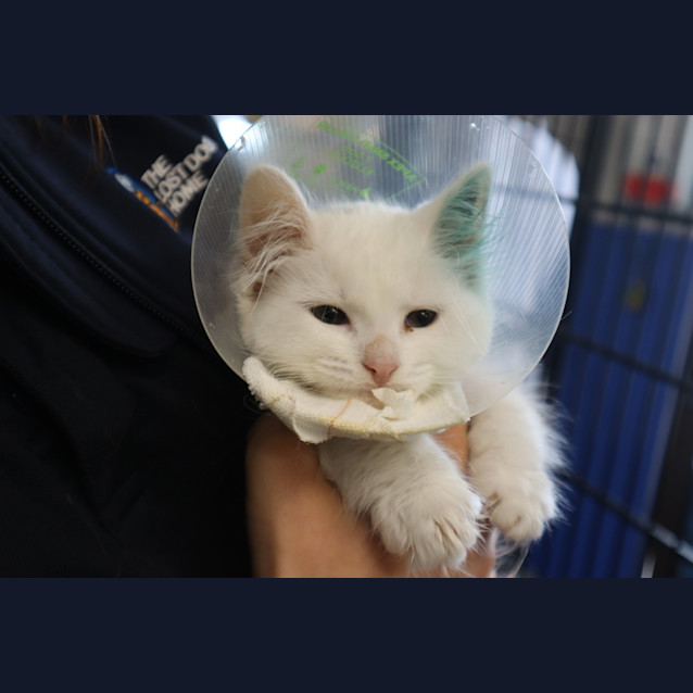 Photo of Snowy