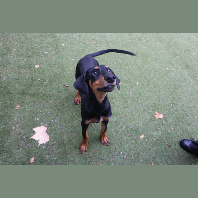 Photo of Archie