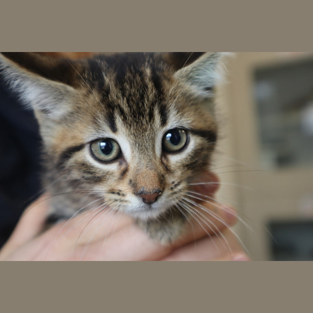 Photo of Grogu
